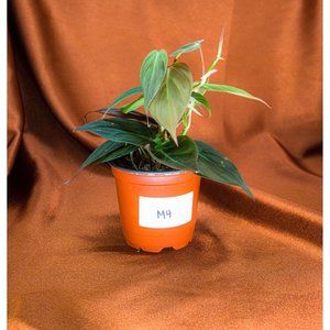Philodendron Micans 4" US Seller Potted RARE Philo